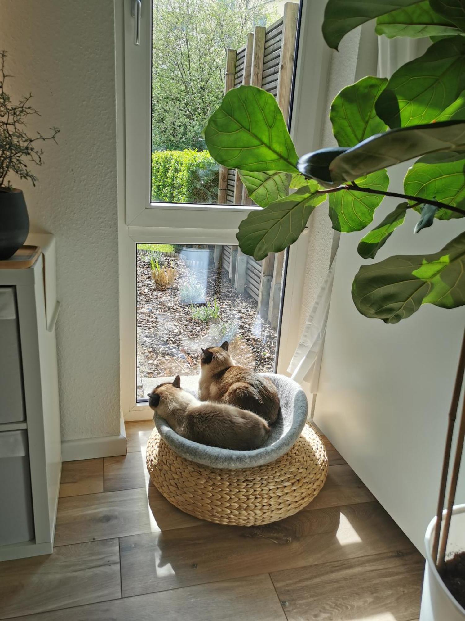 Separate Privat In Shared With 2 Cats And 1 Person Apartment